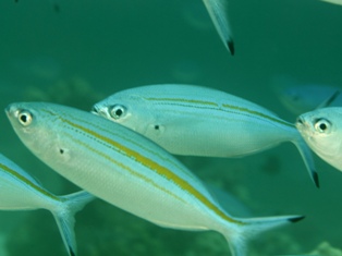 Caesio varilineata